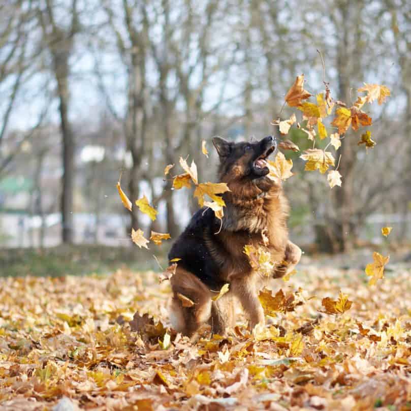 German shepherd dog playing in leaves in fall