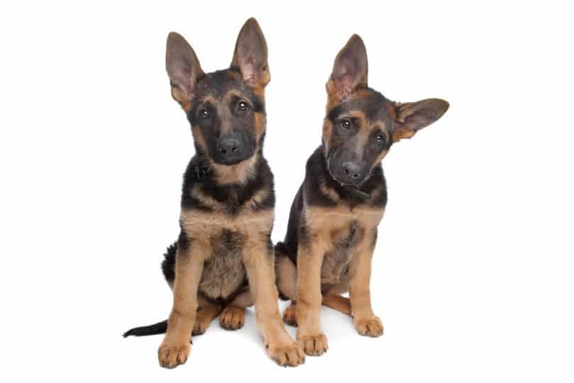 two German shepherd puppies in front of a white background