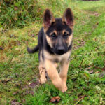 german shepherd puppies