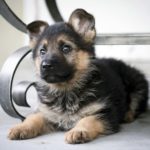 german shepherd puppies