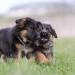 german shepherd puppies