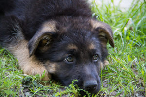 german shepherd puppies