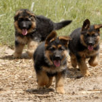 german shepherd puppies