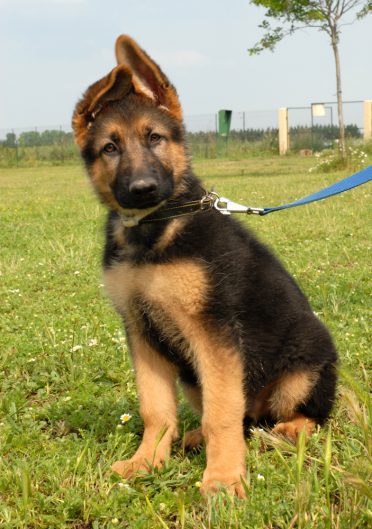 German Shepherd puppy in training on leash