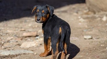 German Shepherd Rottweiler Mix also known as German Shepweiler or Rottweiler Shepherd 