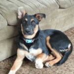 german shepherd rottweiler mix