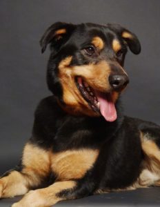 German Shepherd Rottweiler Mix