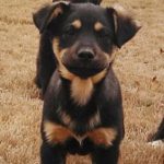 german shepherd rottweiler mix