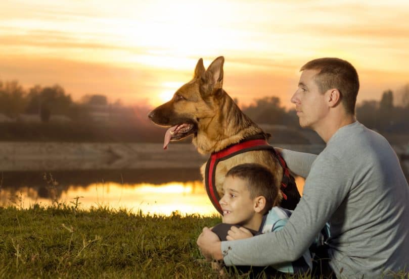 German shepherd service dog with owners