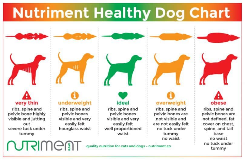 German Shepherd Weight Chart