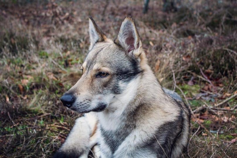 German Shepherd Wolf mix outside