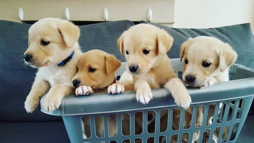 Goldador puppies in a basket