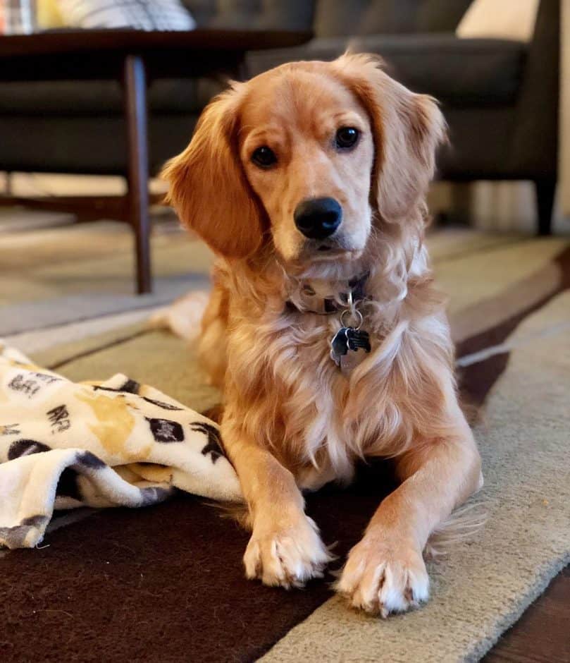 Golden Cocker Retreiver relaxing at home on the carpet