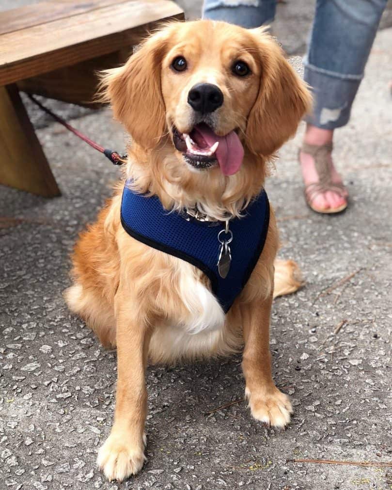 Golden Cocker Retriever wearing a bandana outside