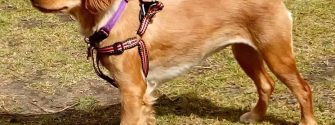 Golden Cocker Retriever playing outside in a pink harness