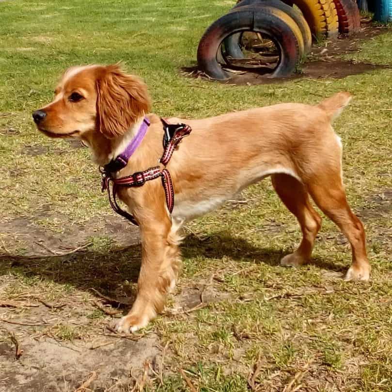 Golden Cocker Retriever playing outside in a pink harness