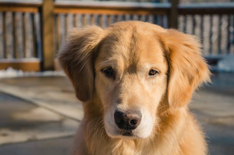 Golden Retriever enjoying the sunshine outside