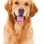 purebred golden retriever dog sitting on isolated white background