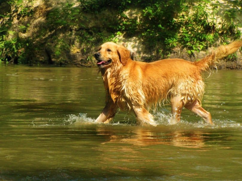 Golden Retriever running in the water