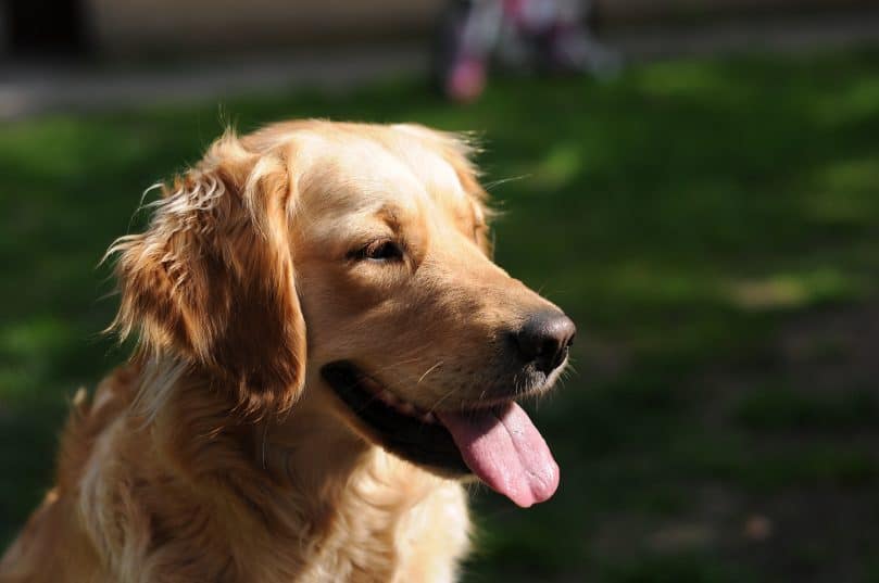 Golden Retriever panting outside in the sun