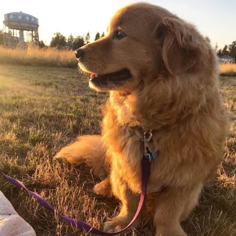 Corgi Golden Retriever Mix out for a walk on the grass