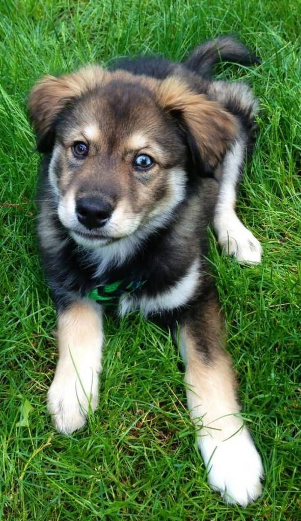 golden-retriever-husky-mix-2