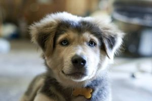 golden-retriever-husky-mix-4