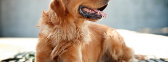 Golden-Retriever_4