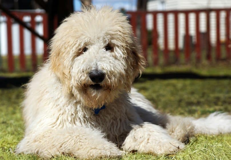 Furry goldenddodle dog in the yard