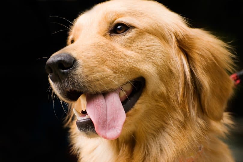 Full grown Golden Retriever sticking tongue out. 