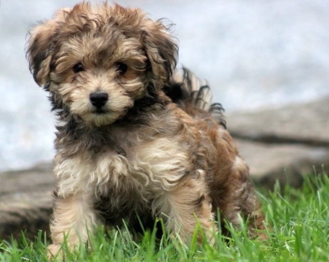 Gray Havanese Poodle Mix Puppy