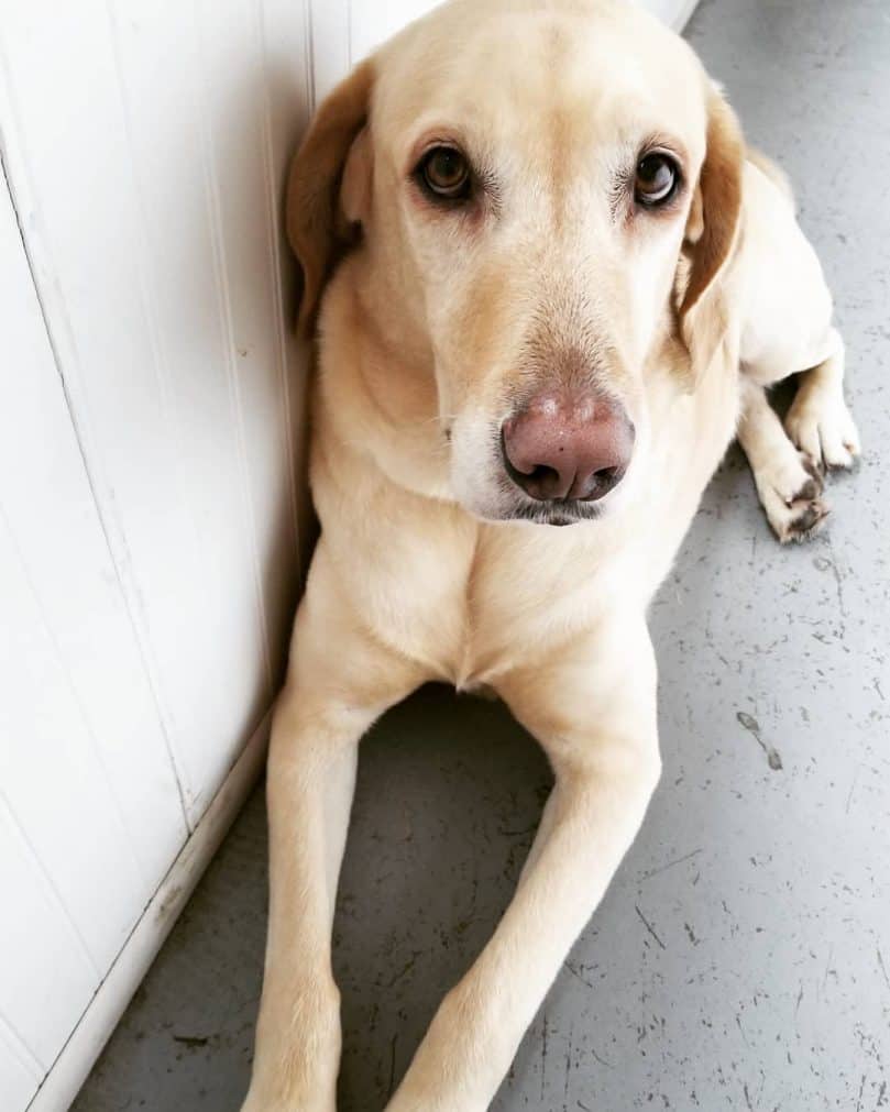 Great Dane Lab mix laying on the floor