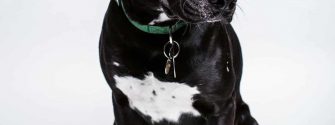 Black Labradane sitting on the floor