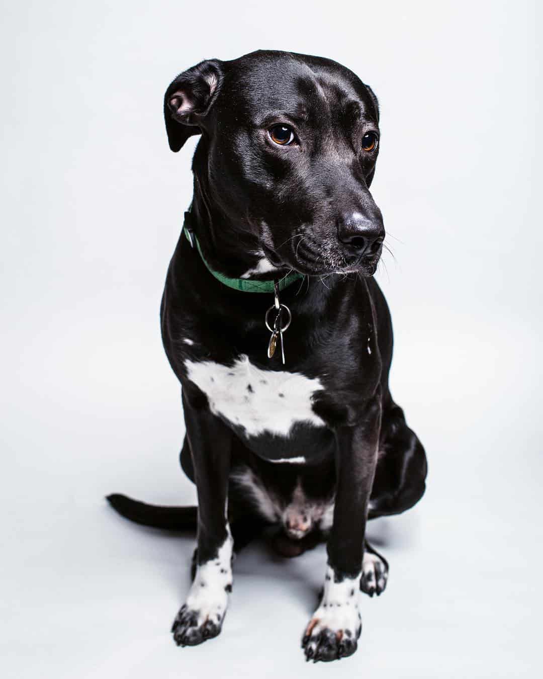 Black Labradane sitting on the floor