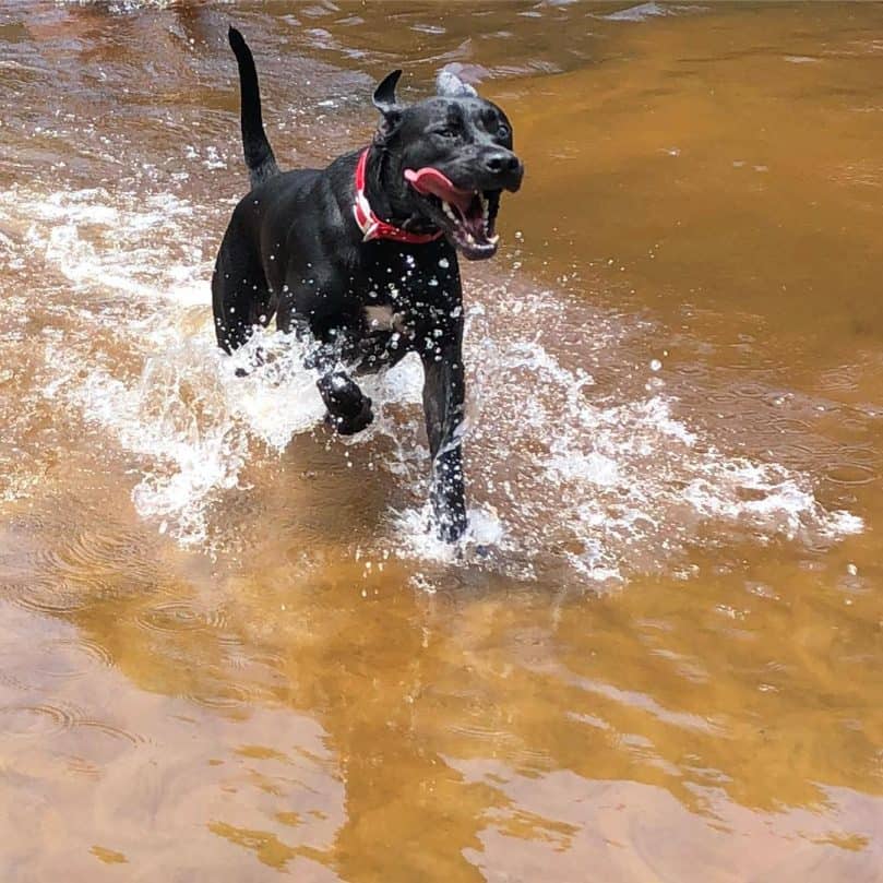 Lab Great Dane Mix playing in water