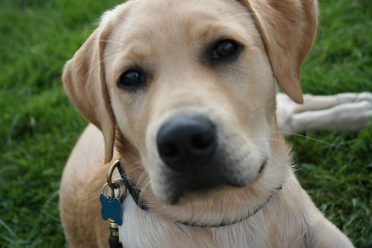 Great Dana Lab Mix also known as Labradane