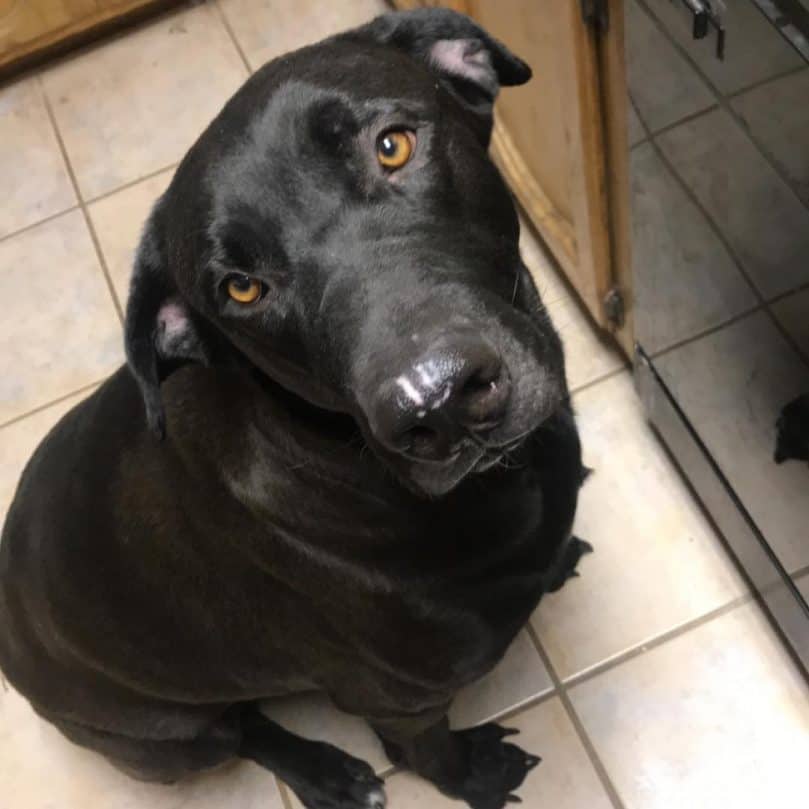 Black Great Dane Lab Mix looking up