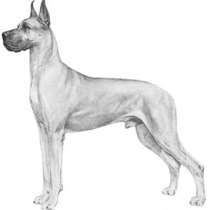 Great Dane