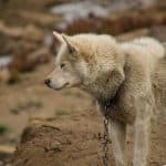 A Greenland Dog watches outside