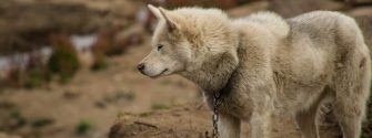 A Greenland Dog watches outside