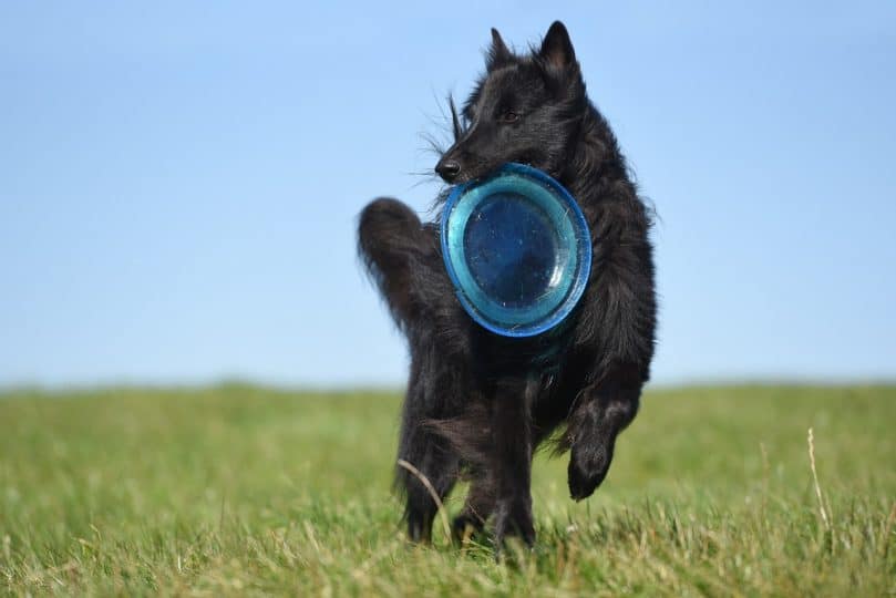 A Groenendael plays outside