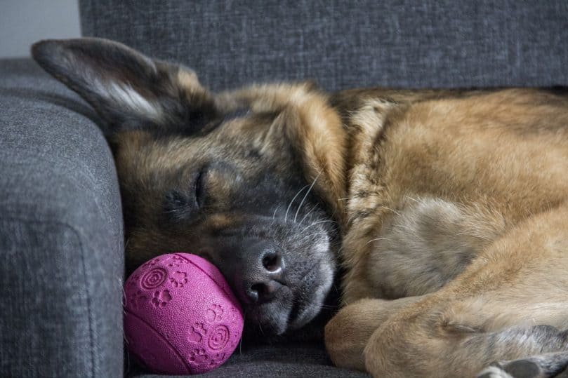 GSD sleeps with ball