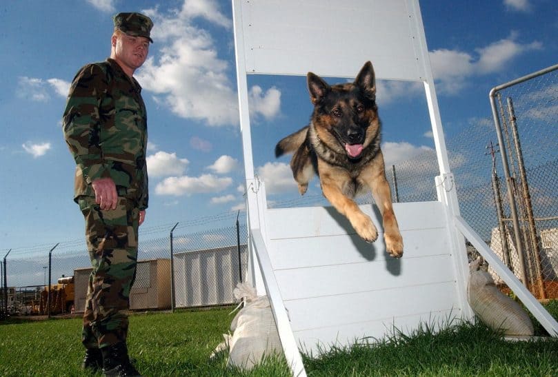 GSD on a dog training course