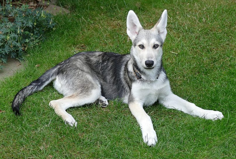 Wolfshepherd puppy laying in grass