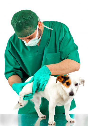 Veterinarian examines the dog's hip on white background