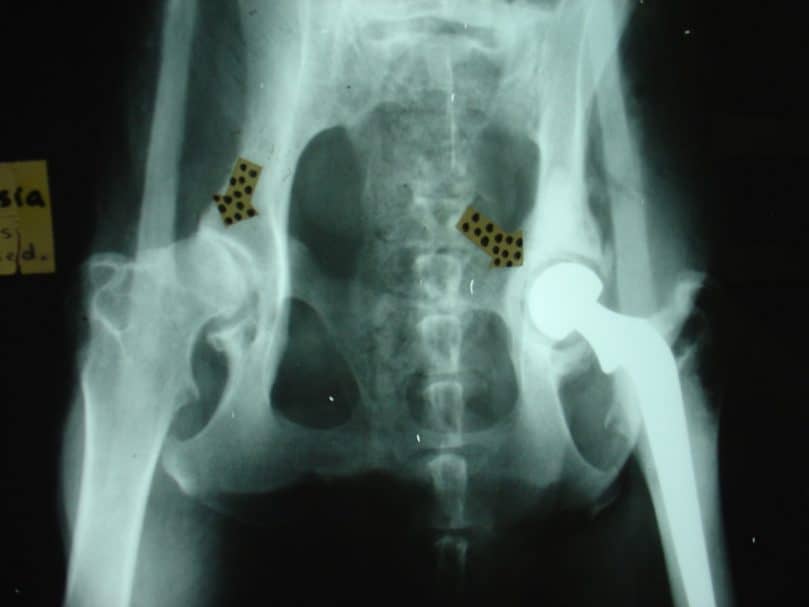 a dog's artificial hip joint after total hip replacement