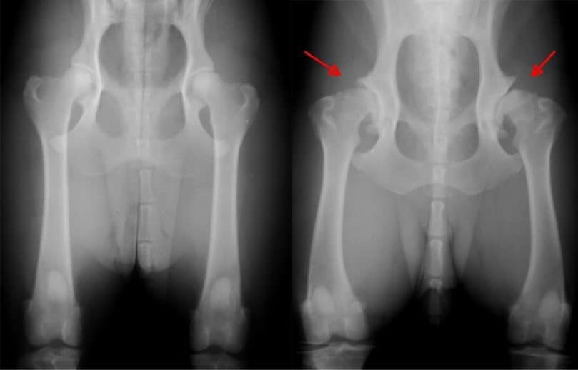 hip dysplasia x rays