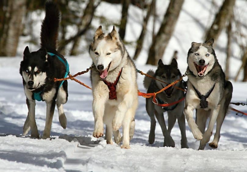 Huskies pulling a sled