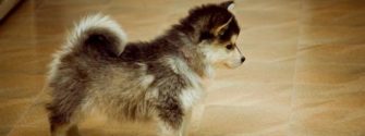 corgi husky mix puppies