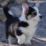 husky-corgi